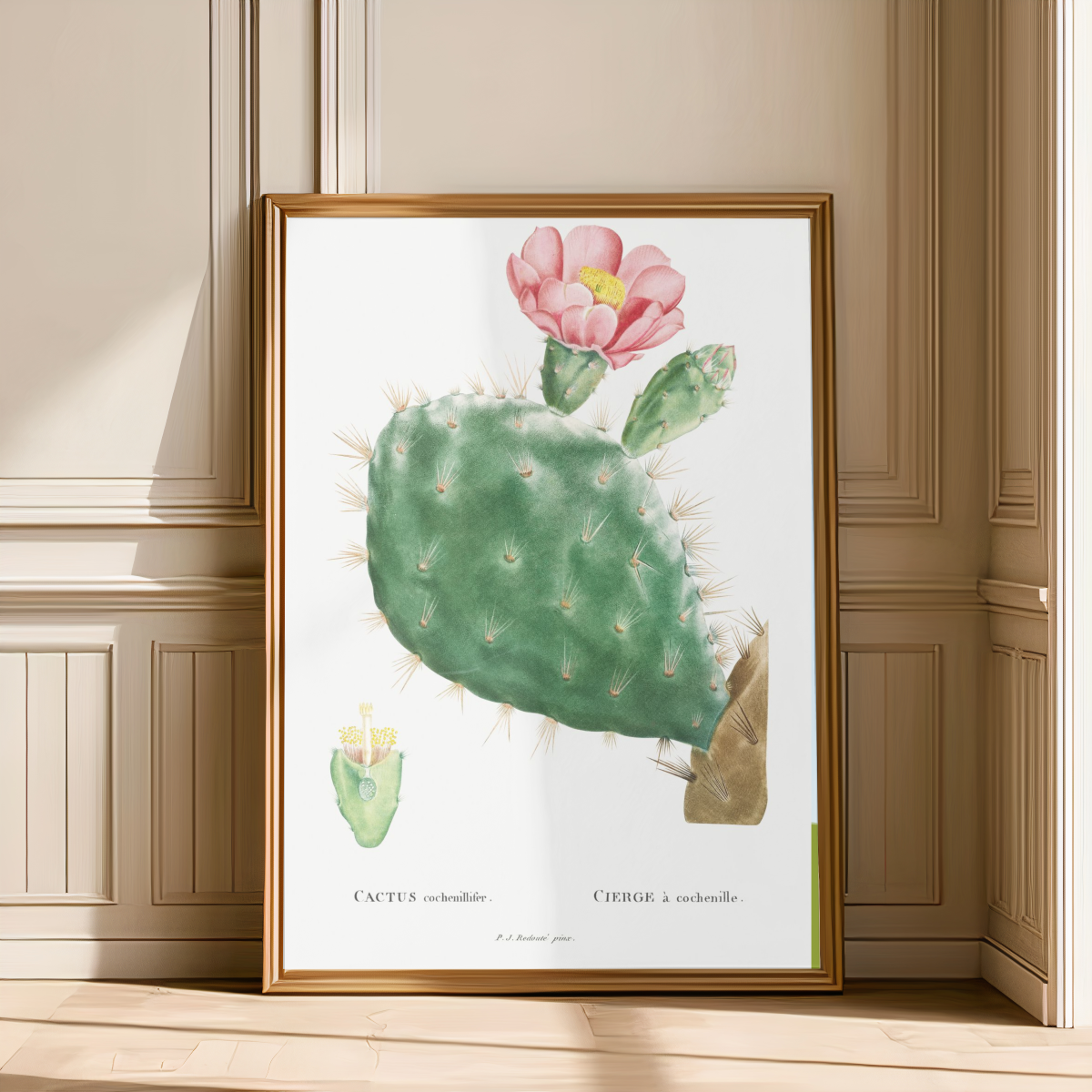 Pink Flowering Prickly Pear Cactus Art Print