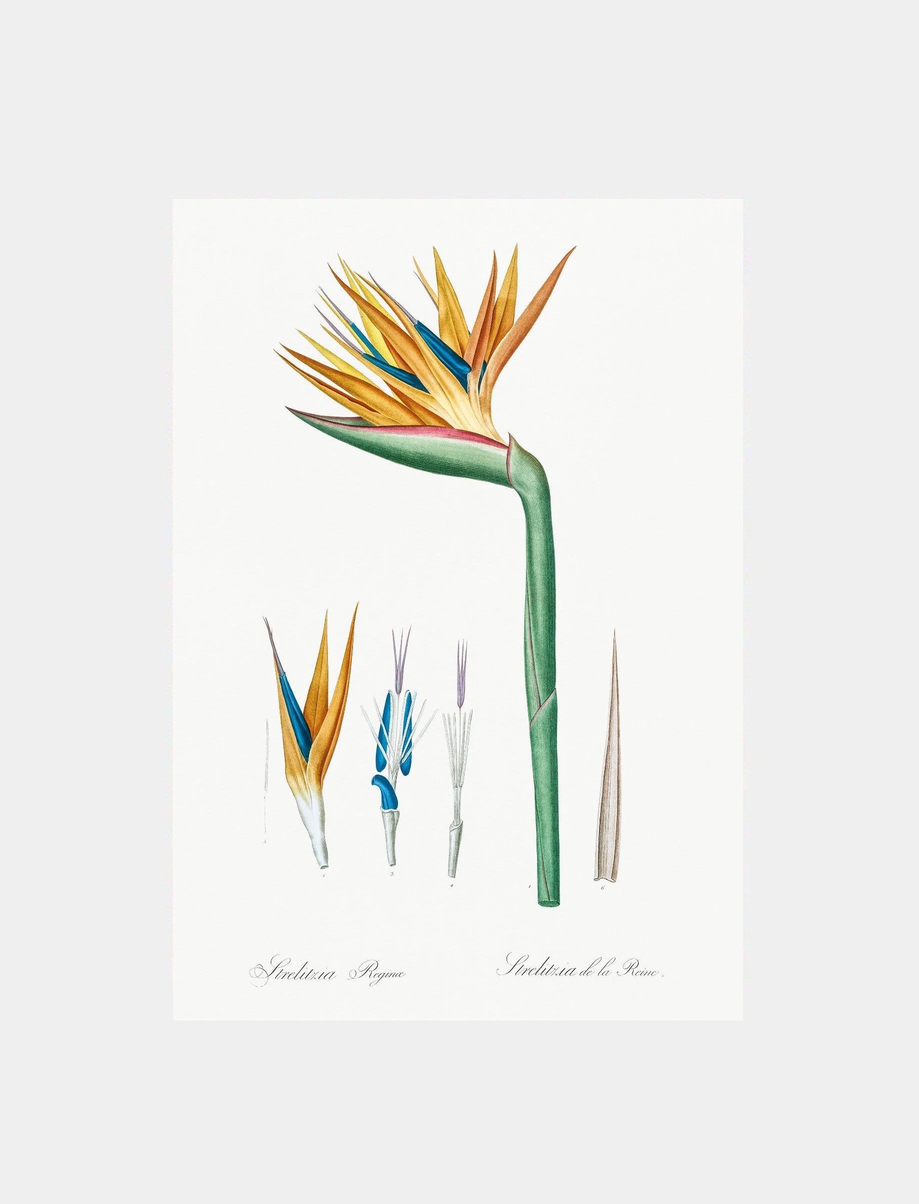 Strelitzia Reginae