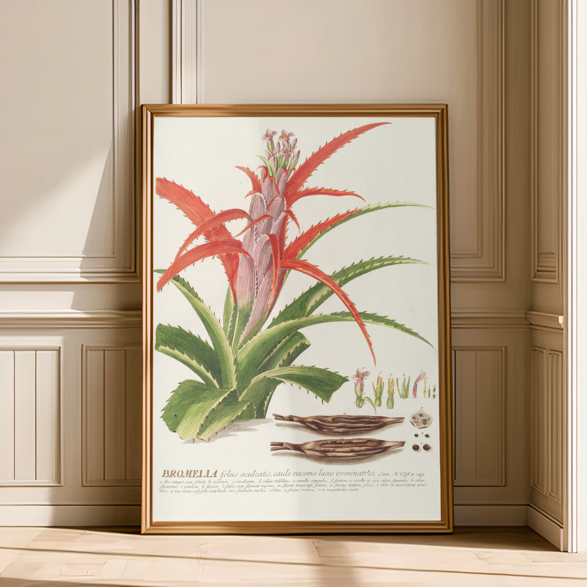Bromelia  Art Print