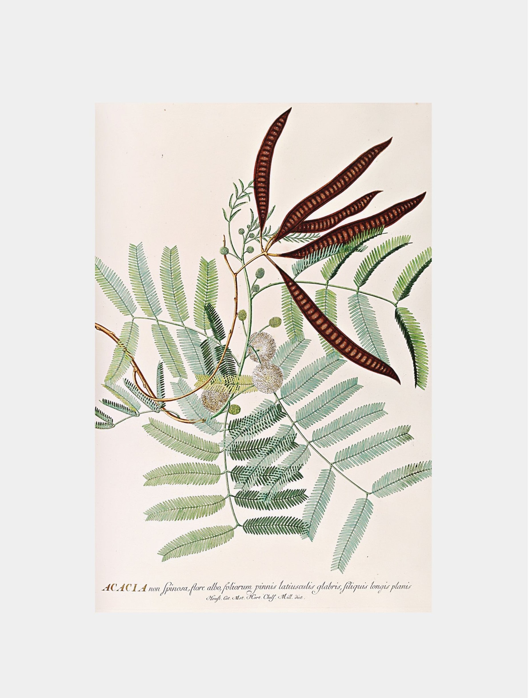 Acacia