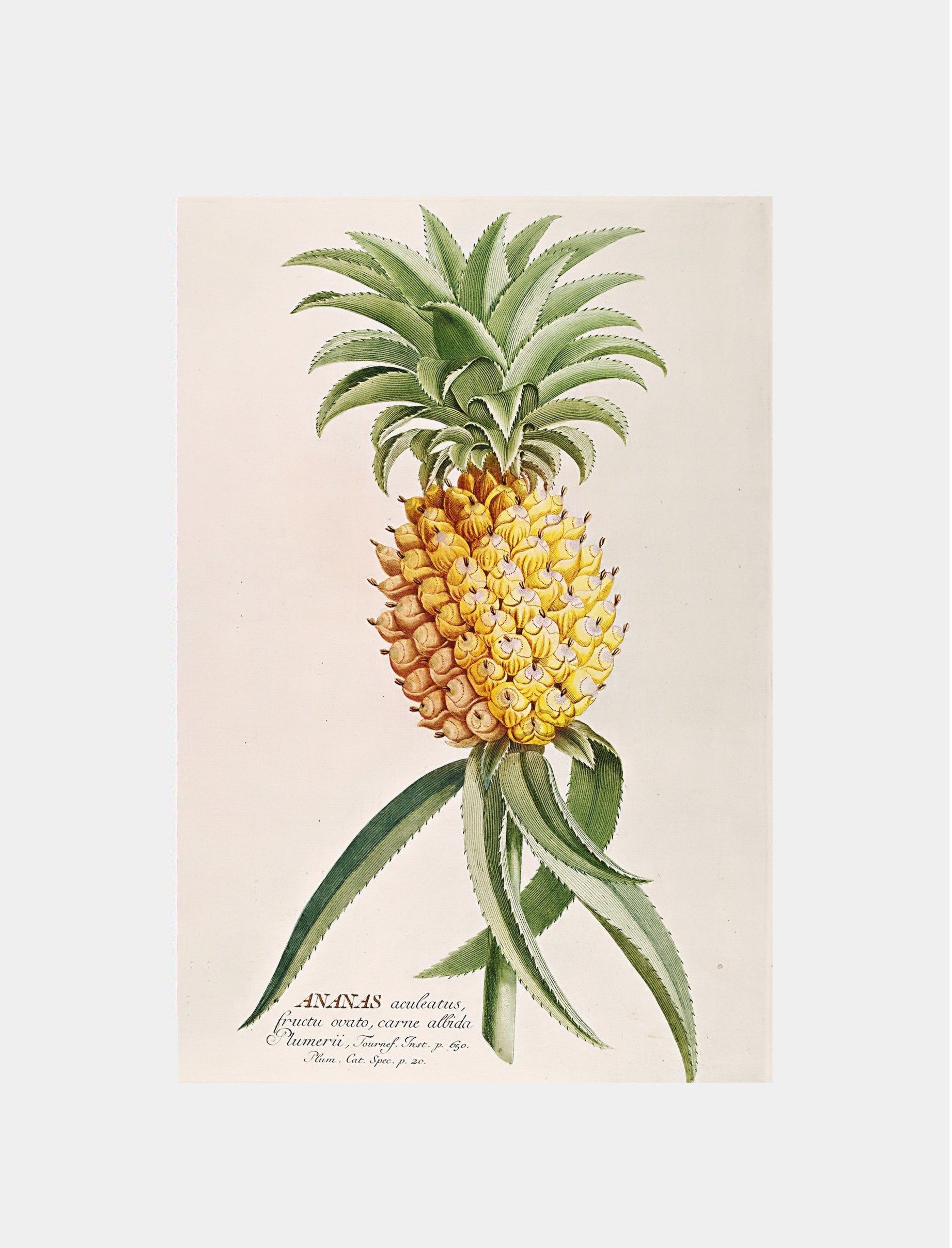 Ananas