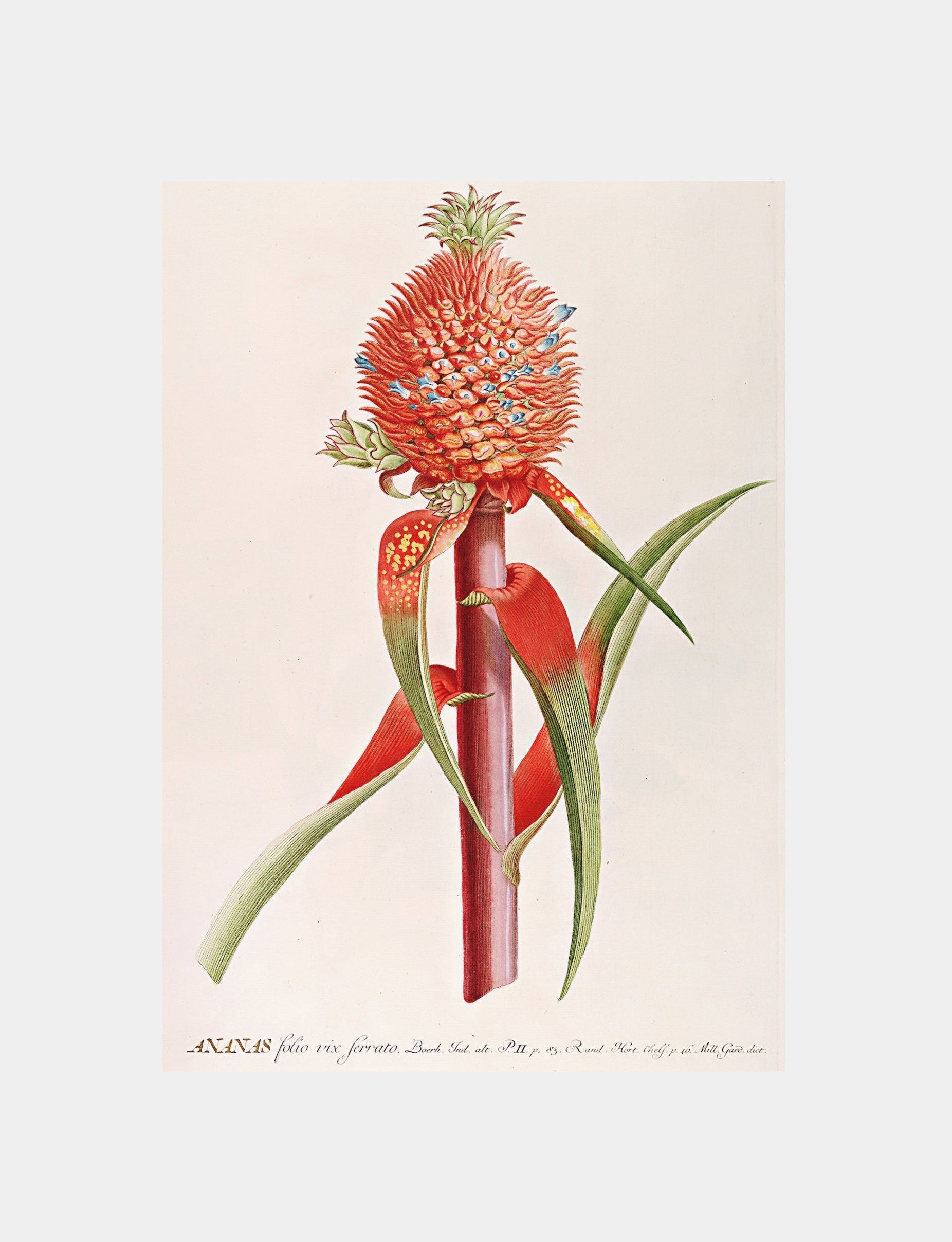 Ananas II