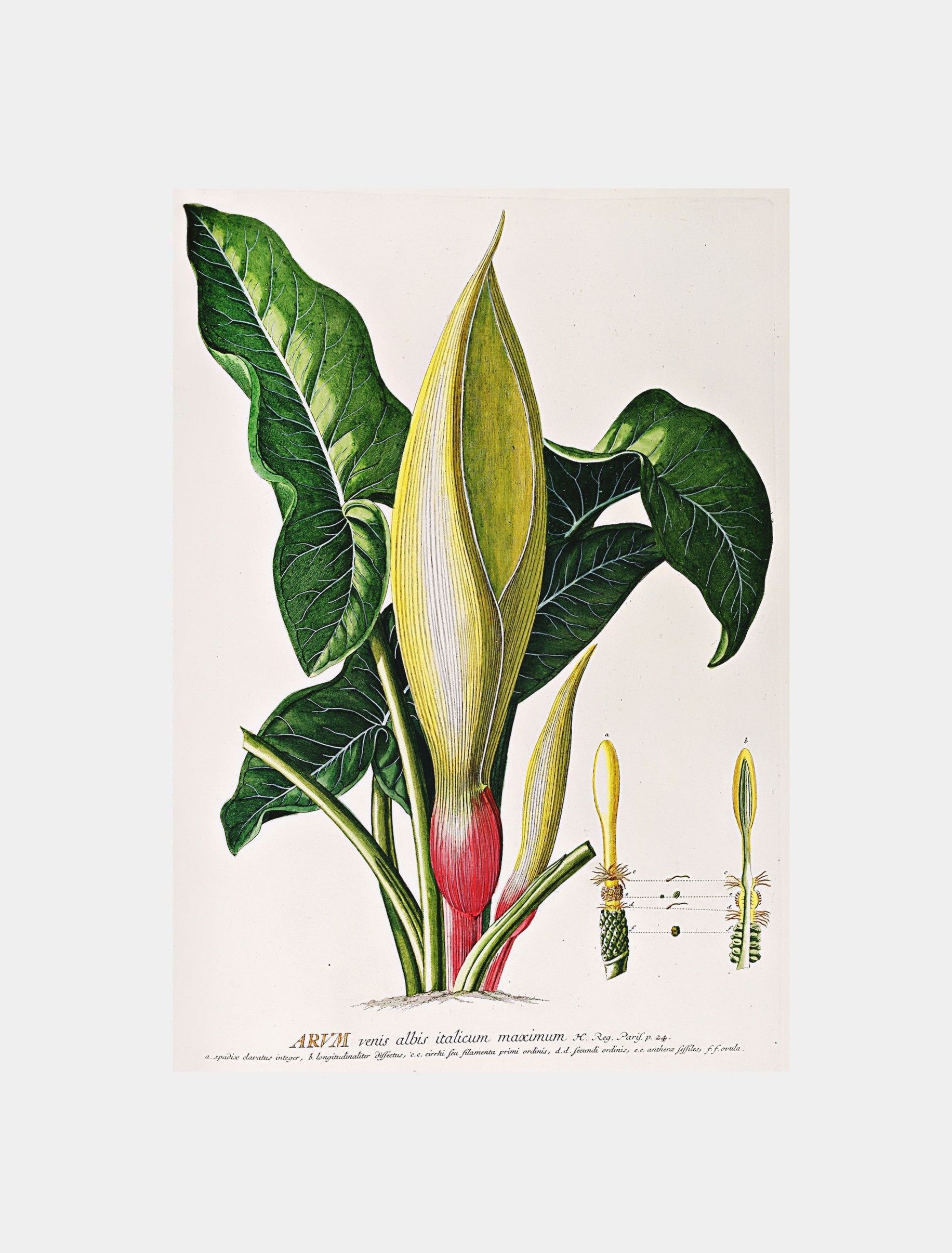 Arum