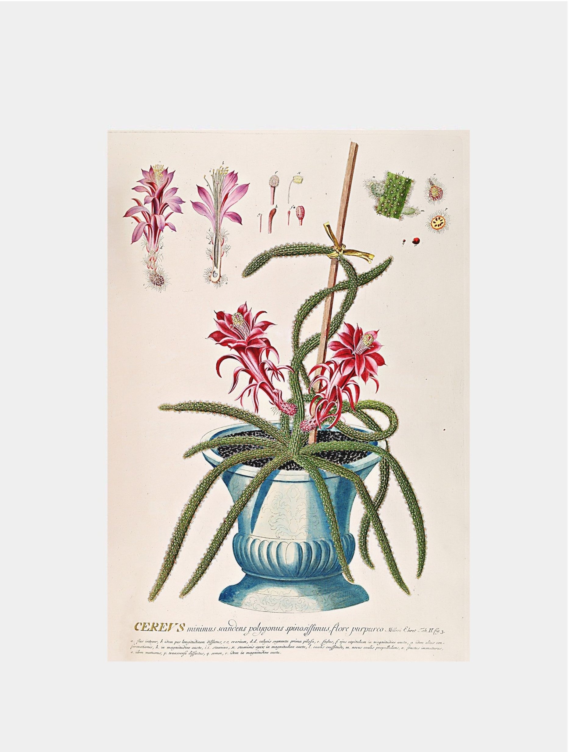 Cereus II