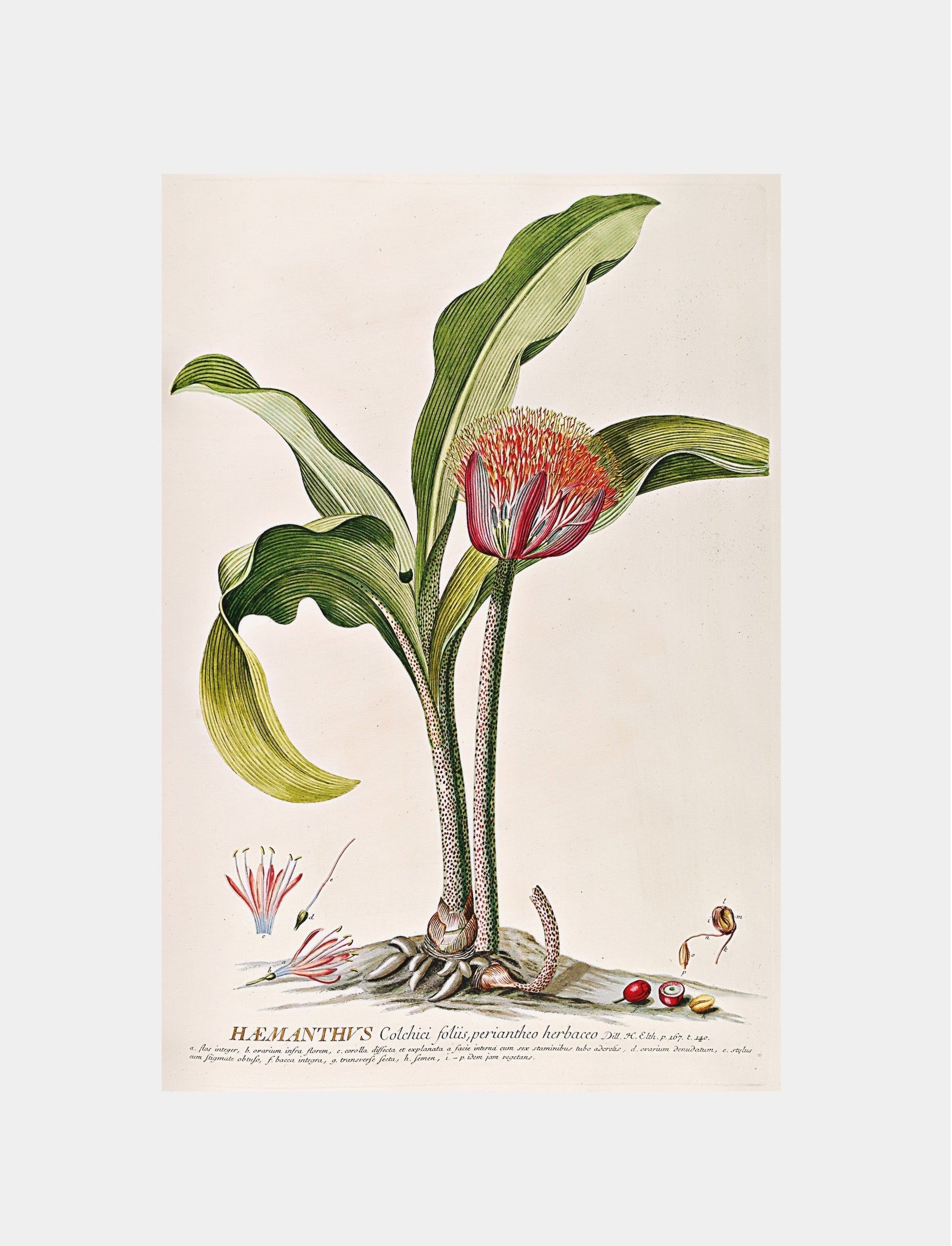 Haemanthus
