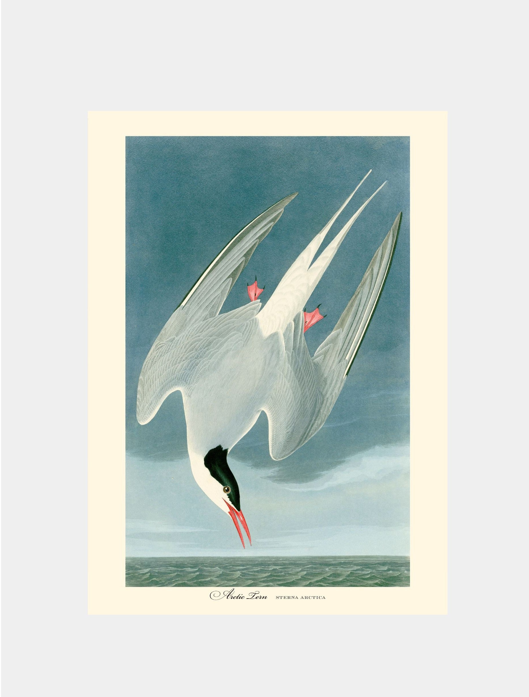 Arctic Tern Art Print