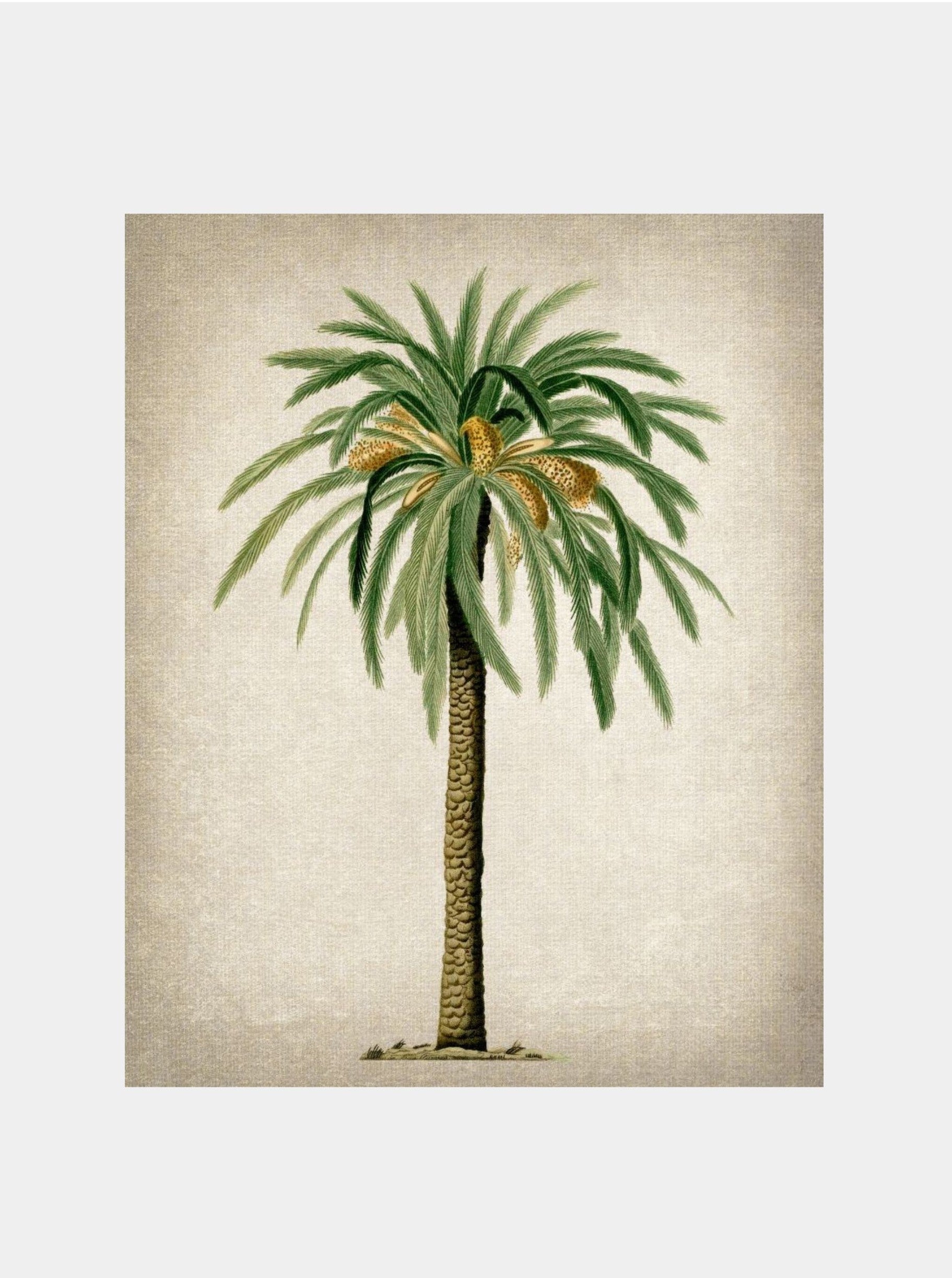 Date Palm