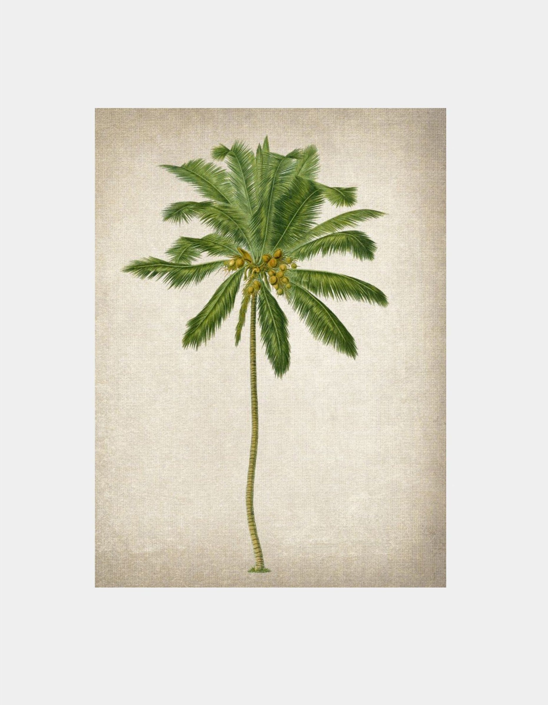 Coconut Palm