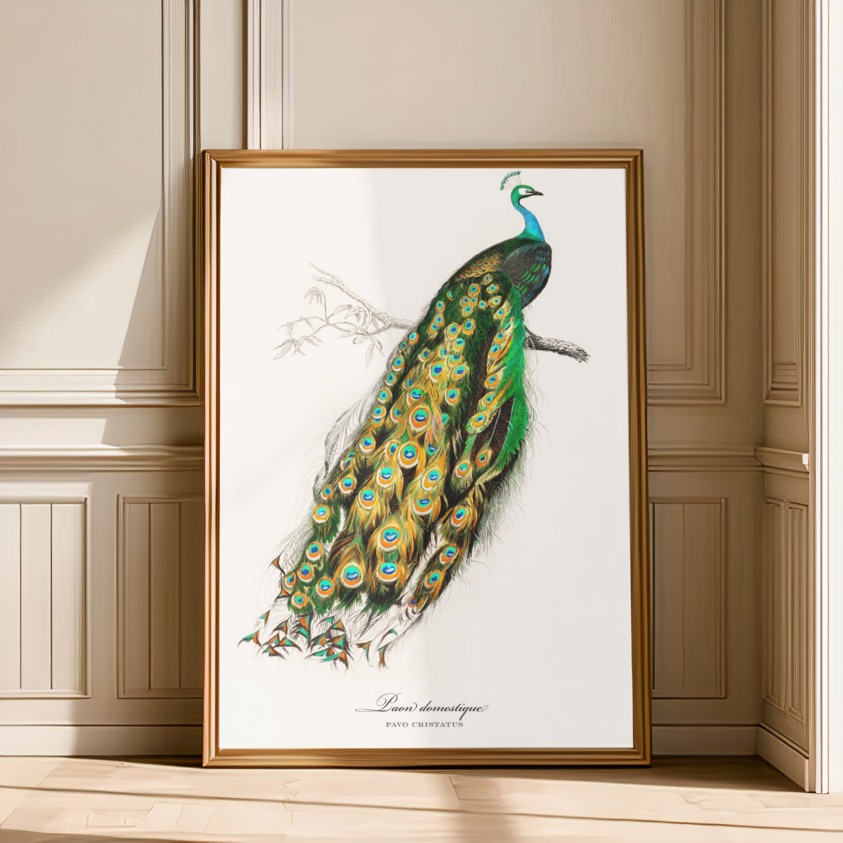 Paon Domestique Art Print