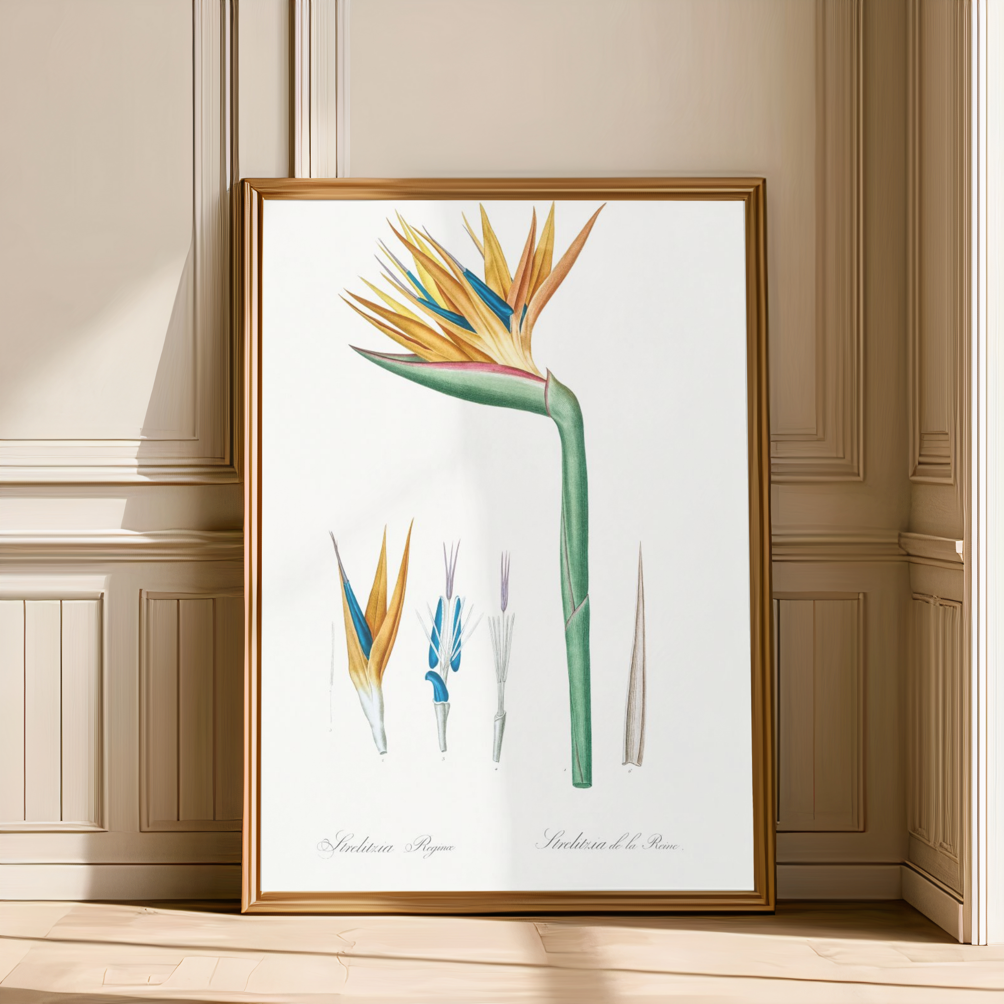 Strelitzia Reginae Art Print