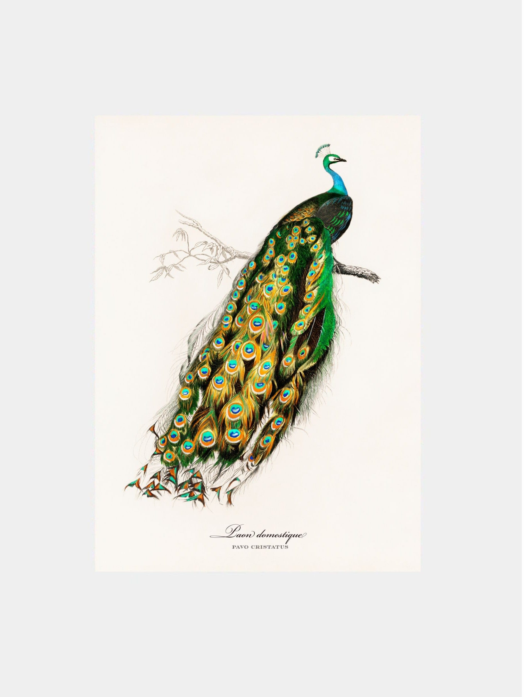 Paon Domestique Art Print