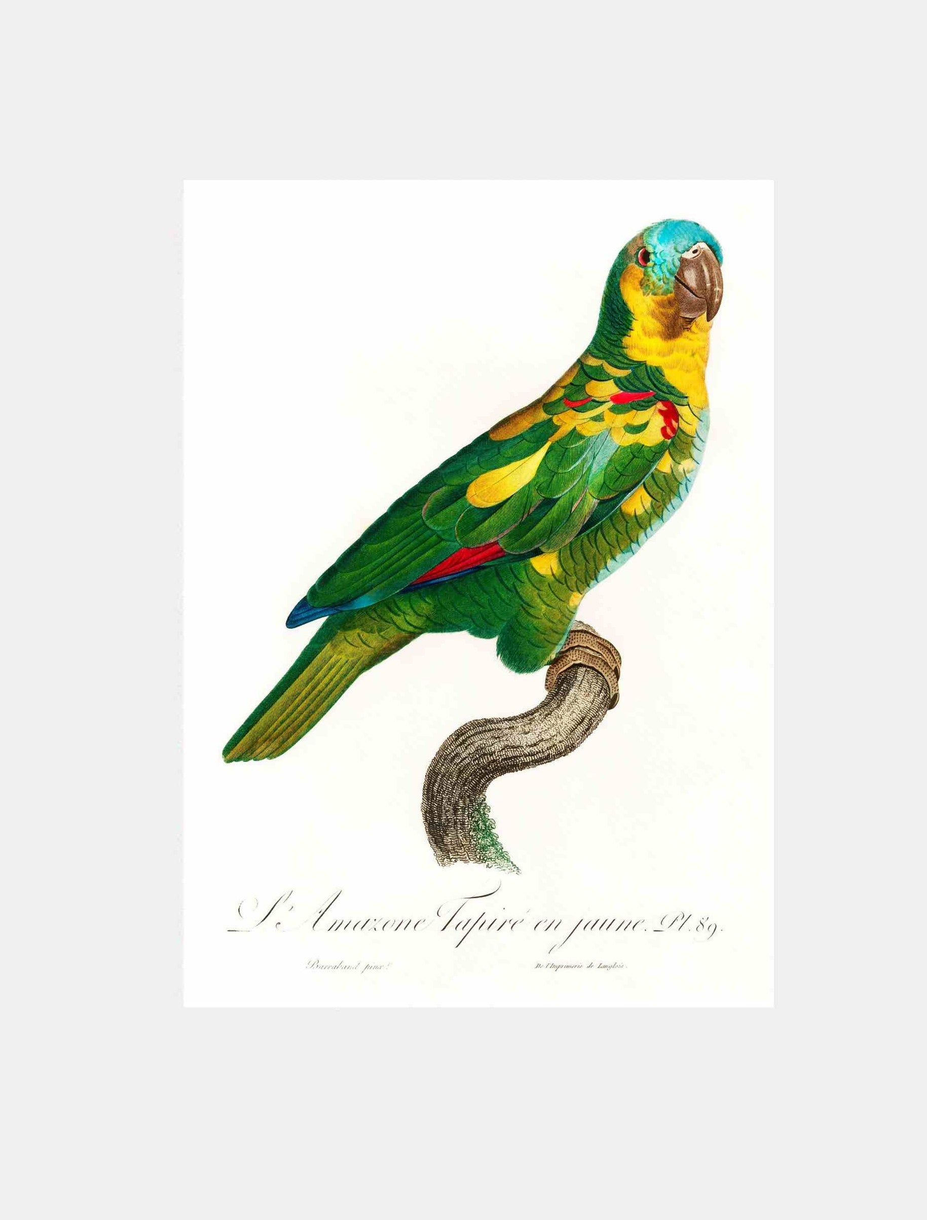 The Turquoise Fronted Amazon Amazona Aestiva