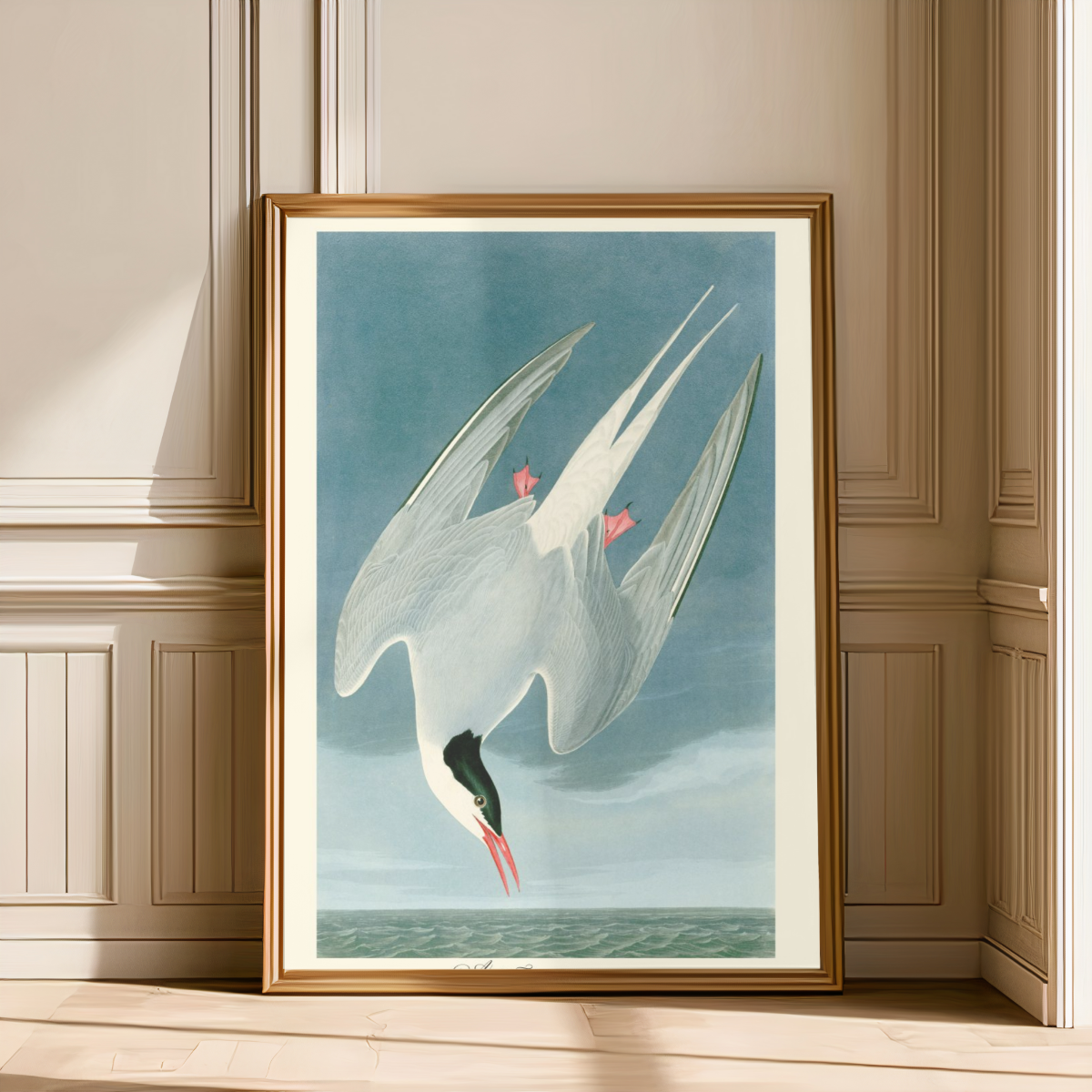 Arctic Tern Art Print