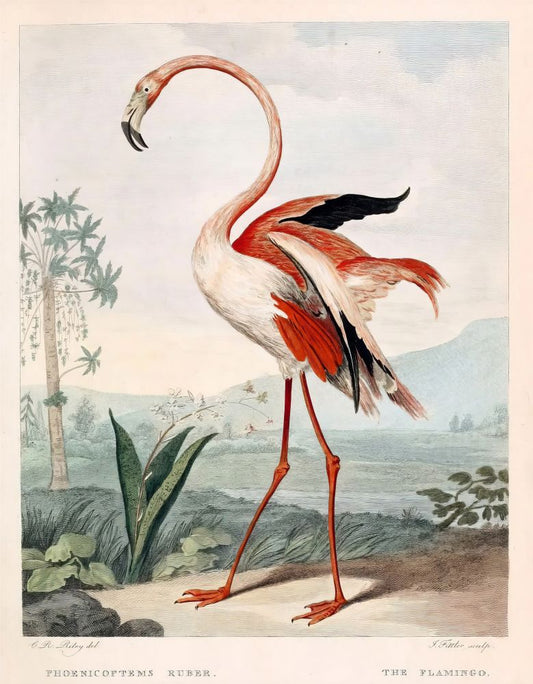 Vintage Flamingo Art Print