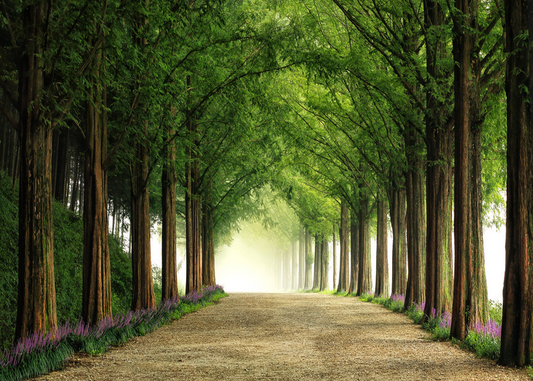 Metasequoia Road