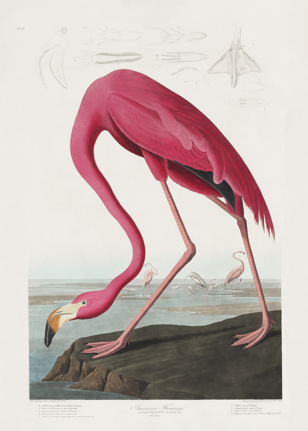 Pink Flamingo from birds of America