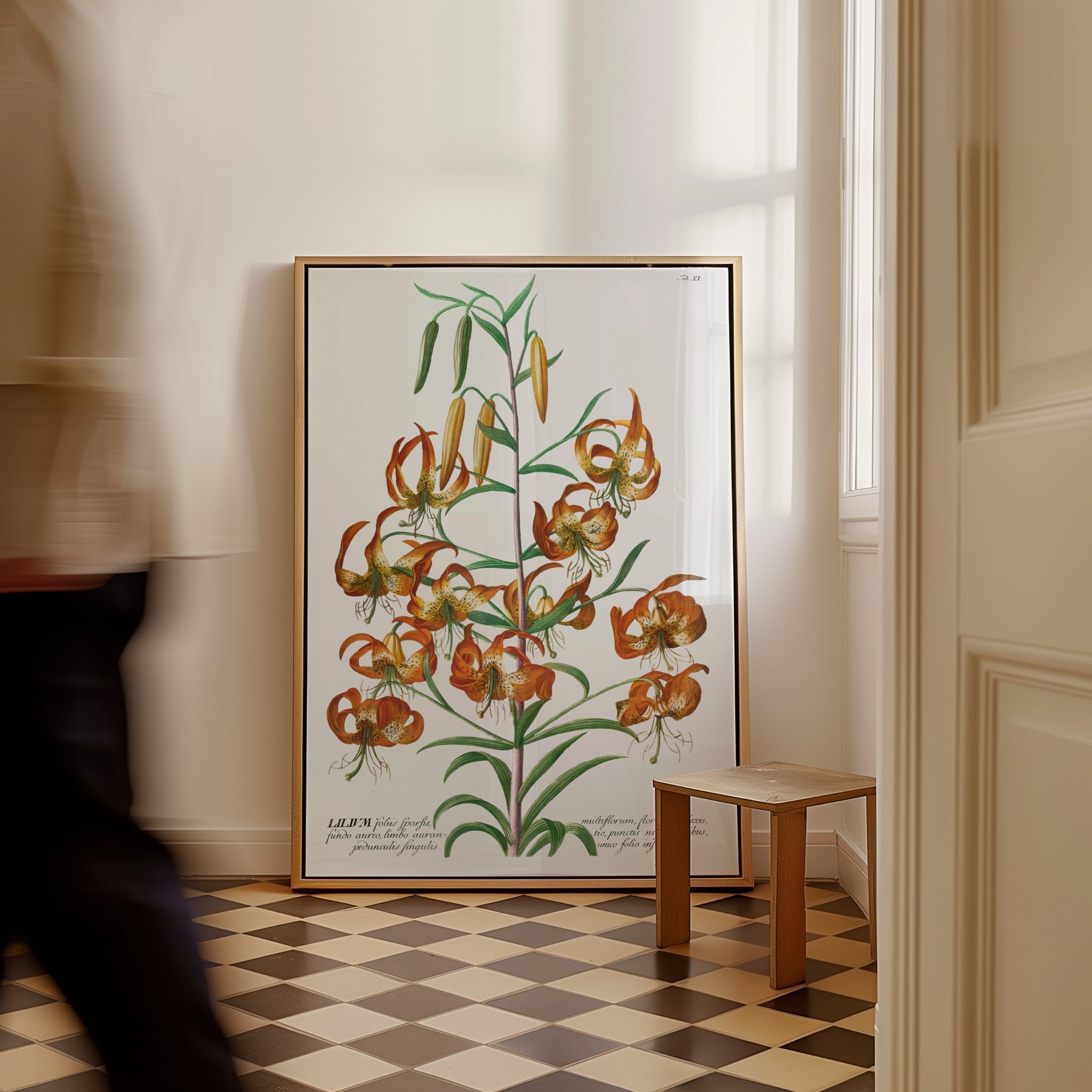 Lilium