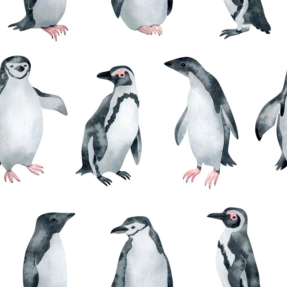 African Penguin Wallpaper