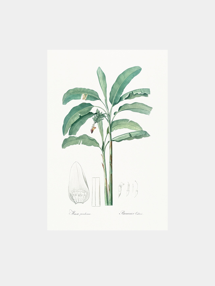 Aloe Socotrina Art Print