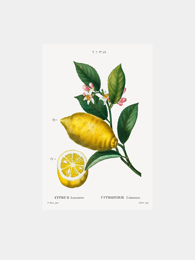 Citrus Limonium Art Print