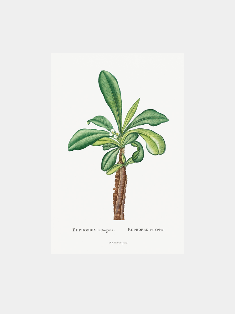 Euphorbia Lophogona Flower Art Print