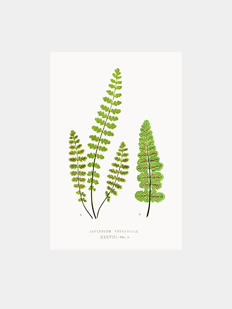 Asplenium Petrarchae Fern Art Print