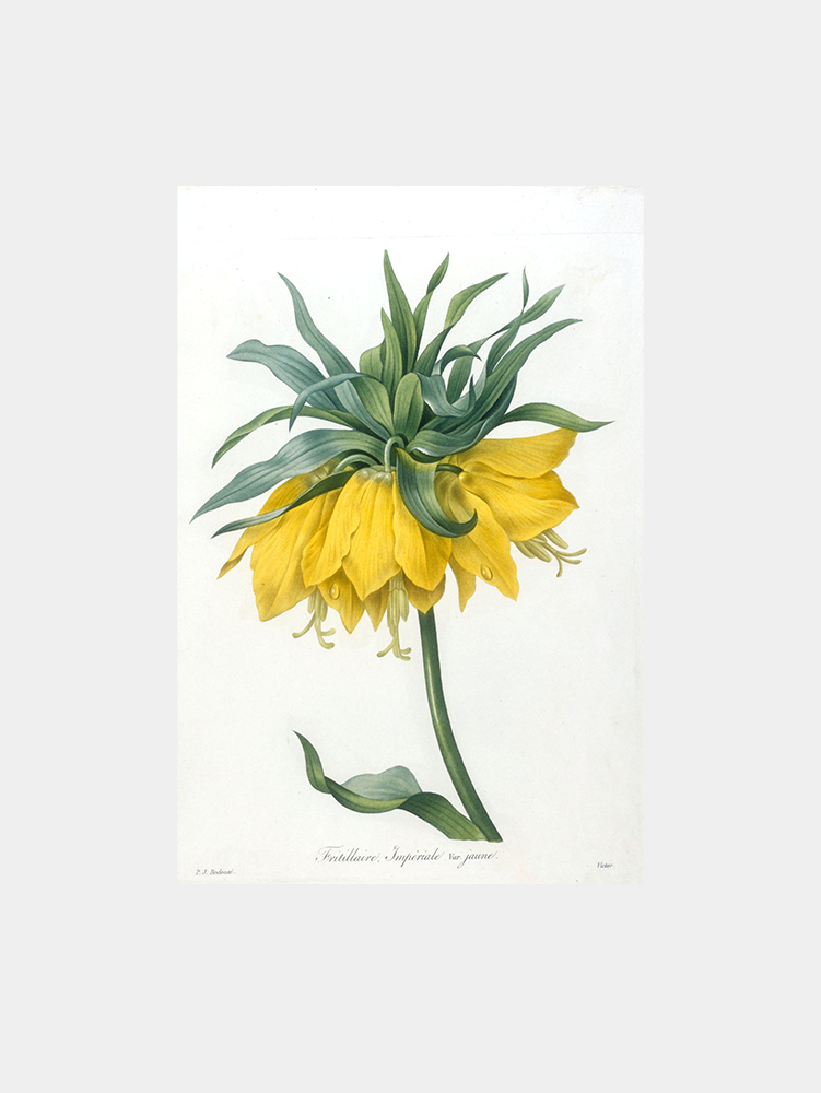 Yellow Crown Imperial Art Print