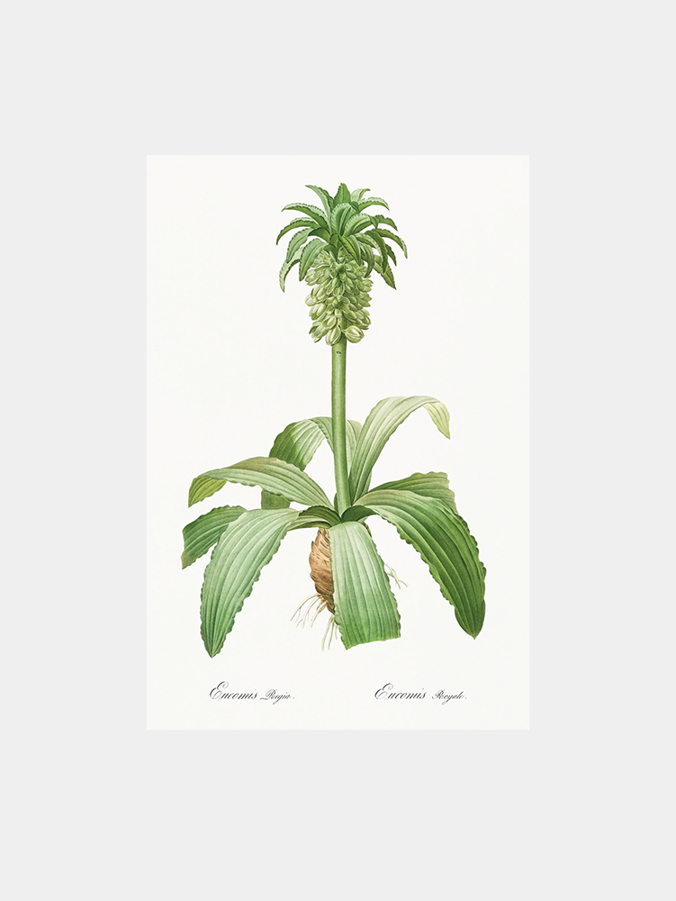 Eucomis Regia Art Print