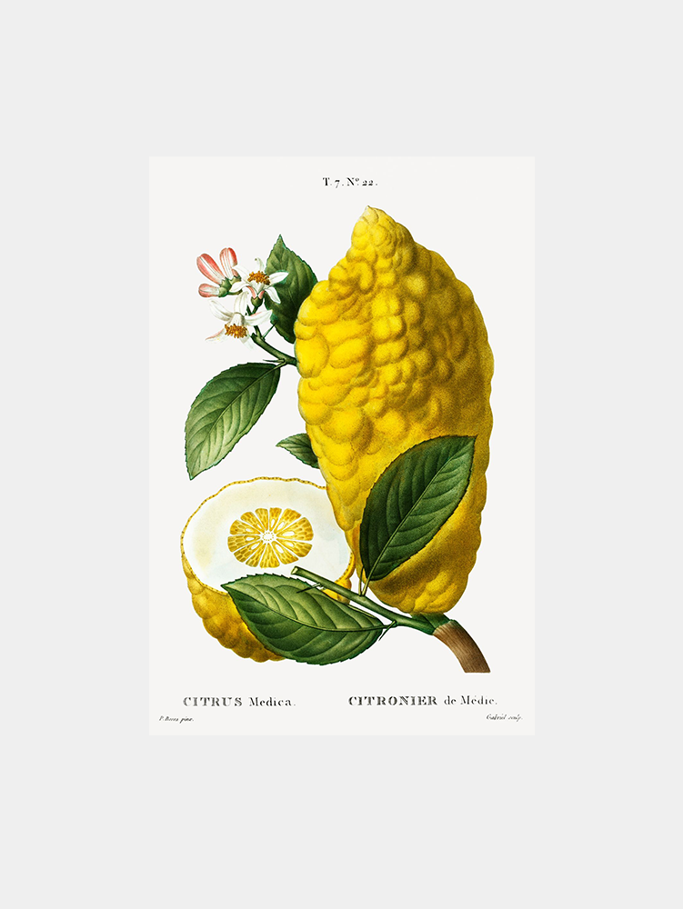 Yellow Citron Art Print