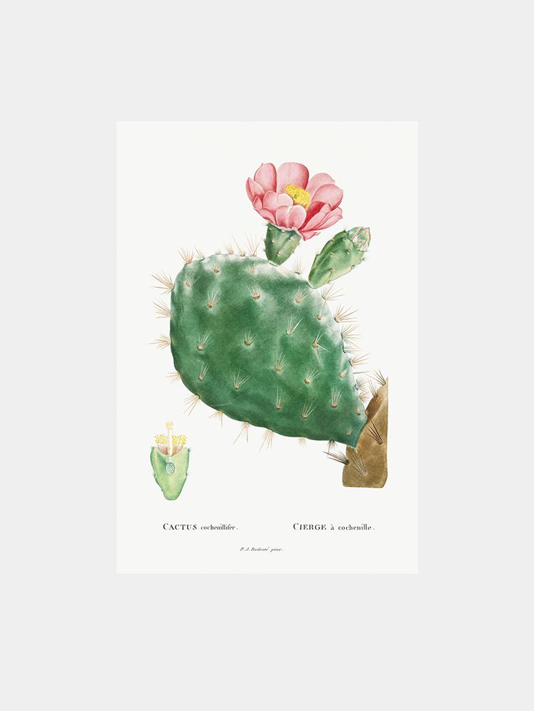 Pink Flowering Prickly Pear Cactus Art Print