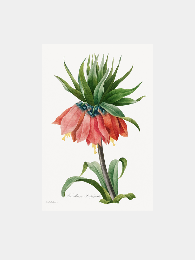Fritillaria Imperialis Flower Art Print