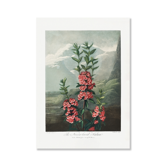 The Narrow–Leaved Kalmia from The Temple of Flora Art Print