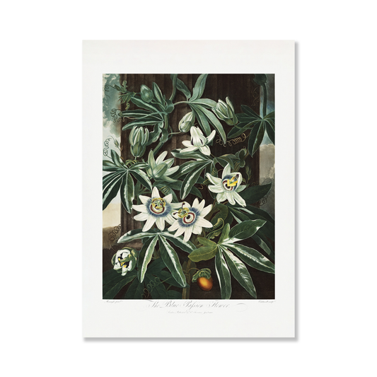 The Passiflora Cerulea from The Temple of Flora Art Print
