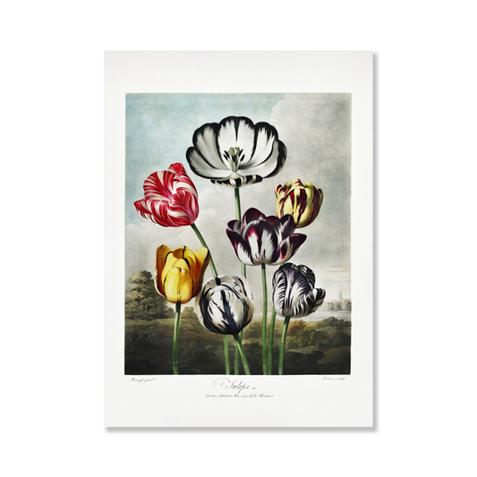 Tulips from The Temple of Flora Art Print