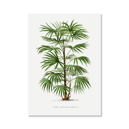 XXXVI Rhapis F Art Print