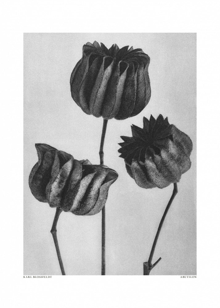 Karl Blossfeldt: "Abutilon" Art Print
