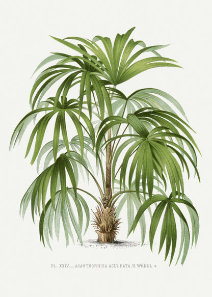 XXIV Acanthorhiza Aculeata Art Print