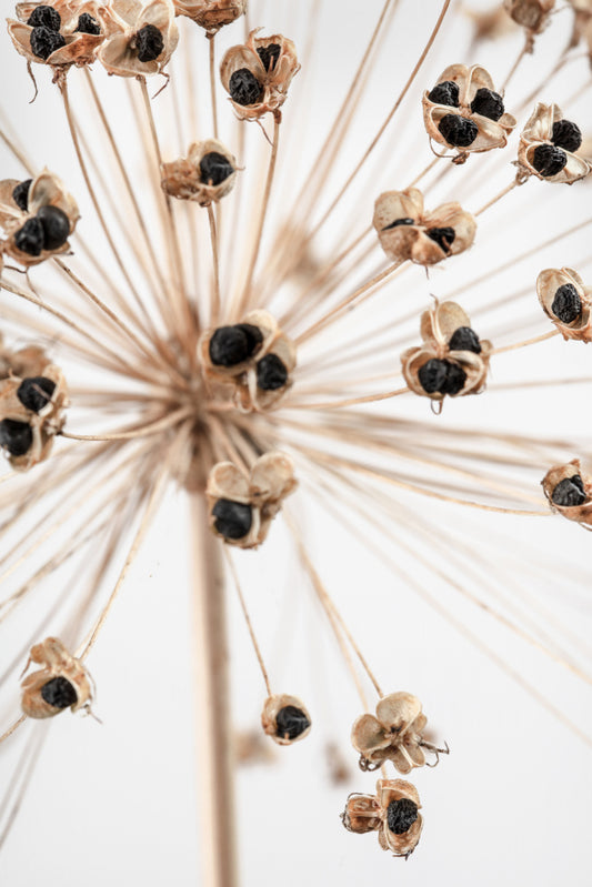 Dried Art Print