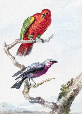 Aert Schouman: "Two Birds, Including a Red Green Parrot" Art Print
