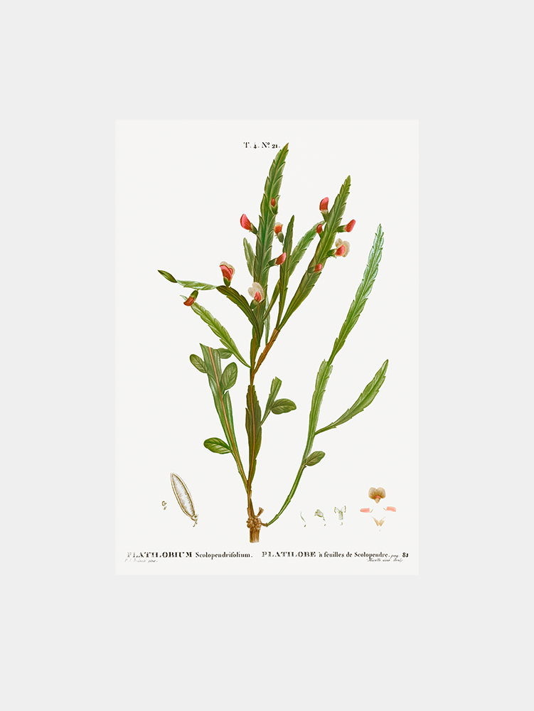 Platylobium Scolopendrifolium Art Print