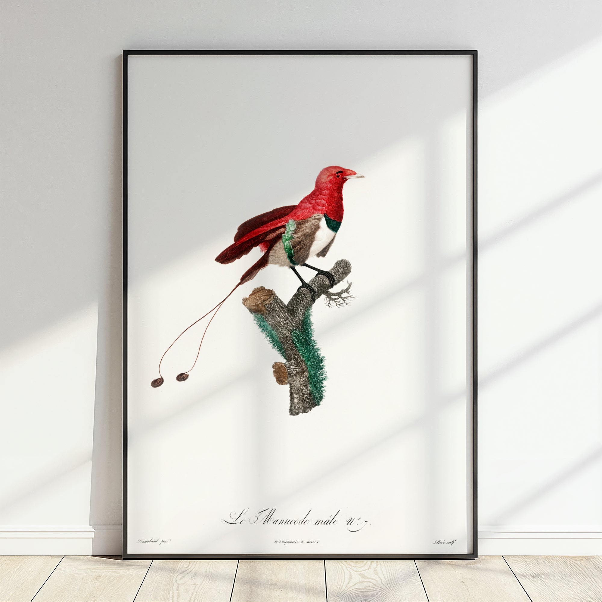 King Bird of Paradise