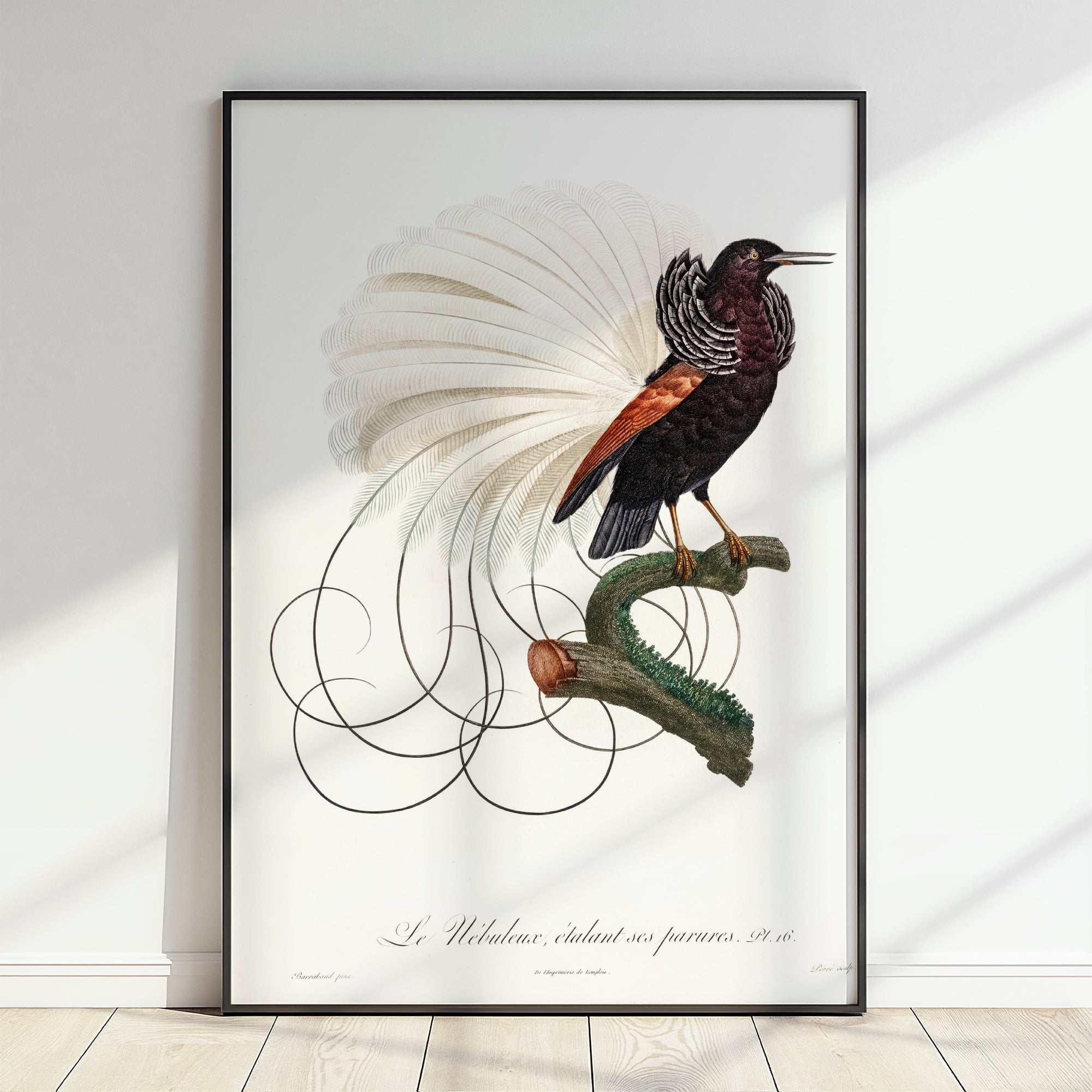 Welve Wired Bird of Paradise