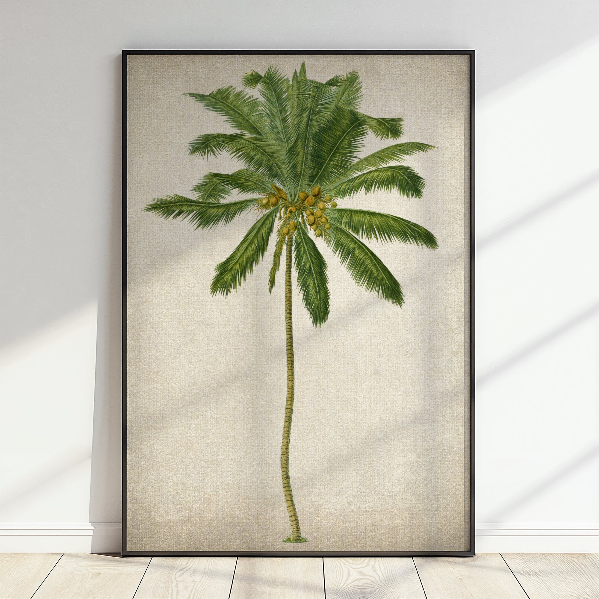 Coconut Palm